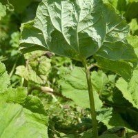 Common Butterbur